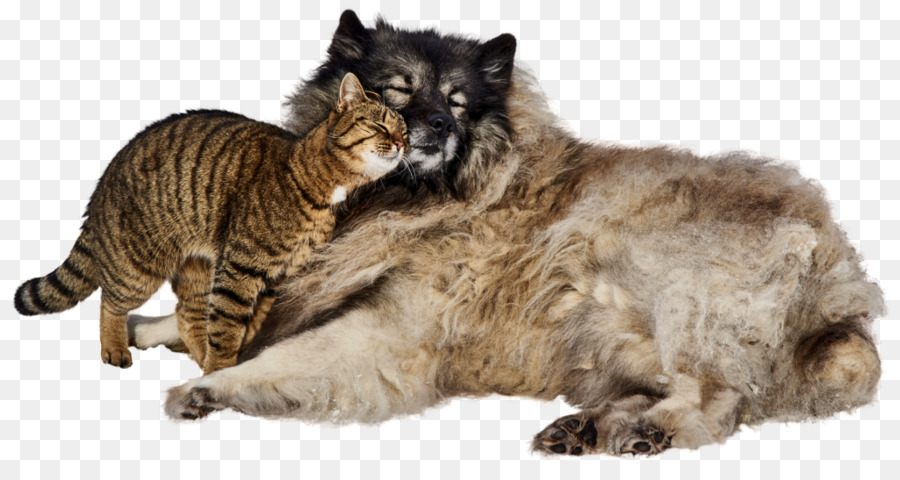 Gato Y Perro，Mascotas PNG