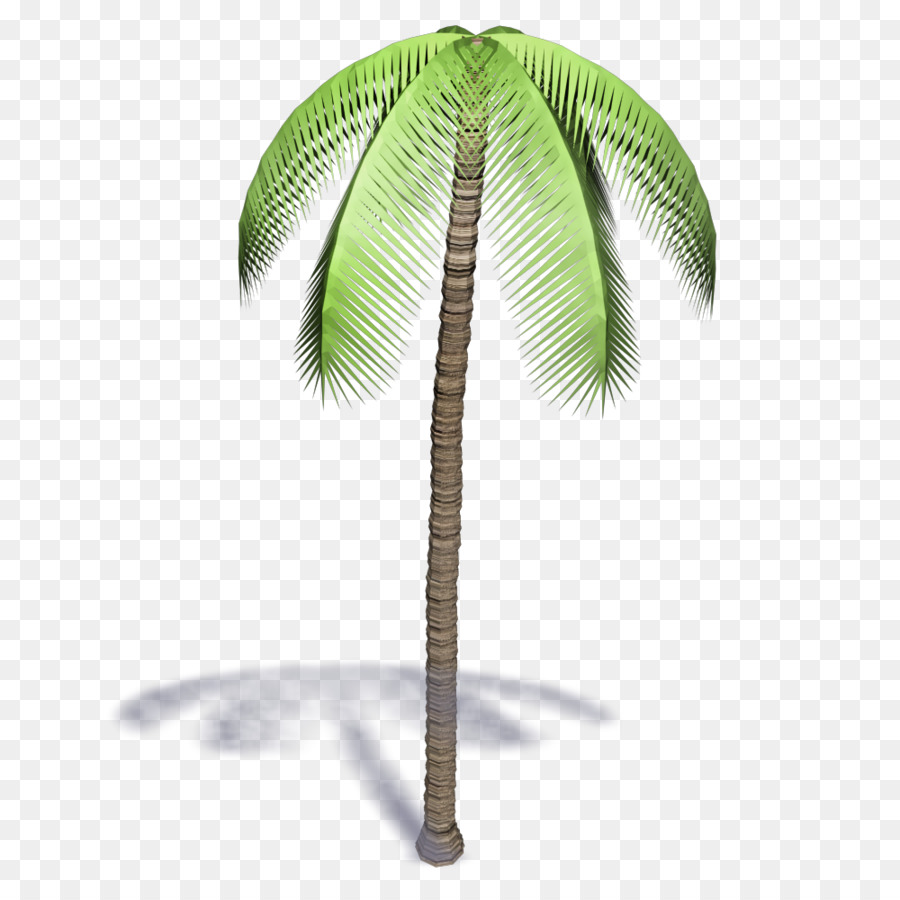 Coco，Arecaceae PNG