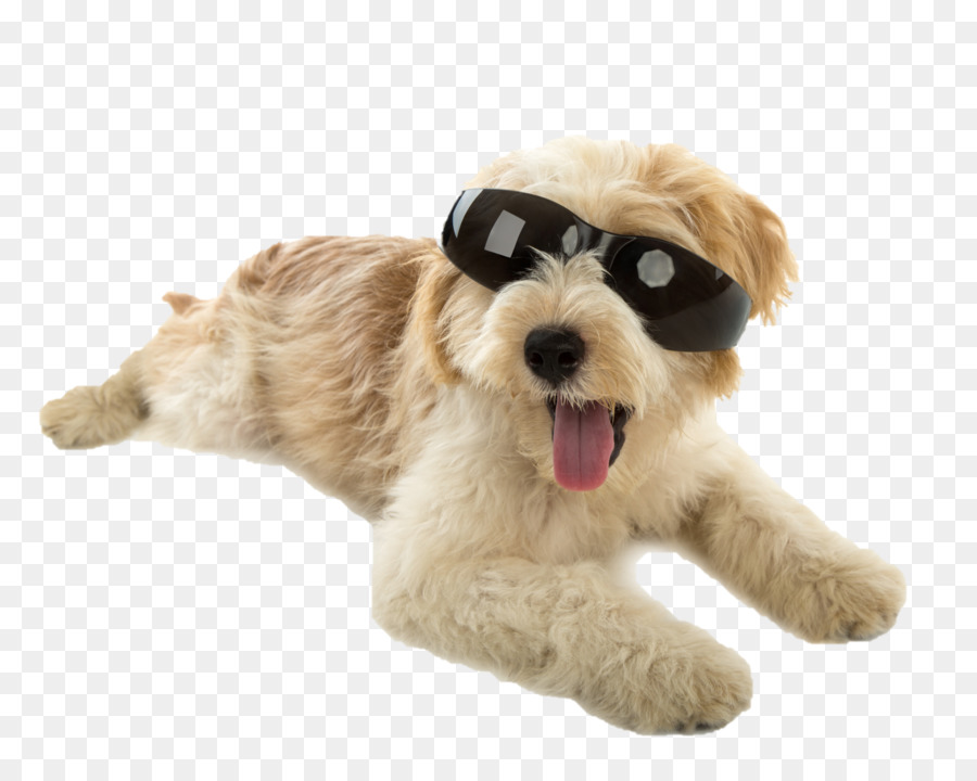 Papillon Perro，Cachorro PNG