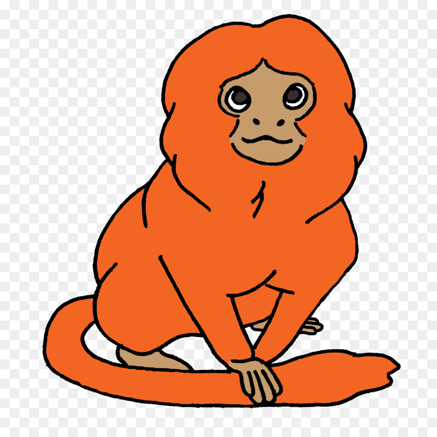 Golden Lion Tamarin，Tamarin PNG