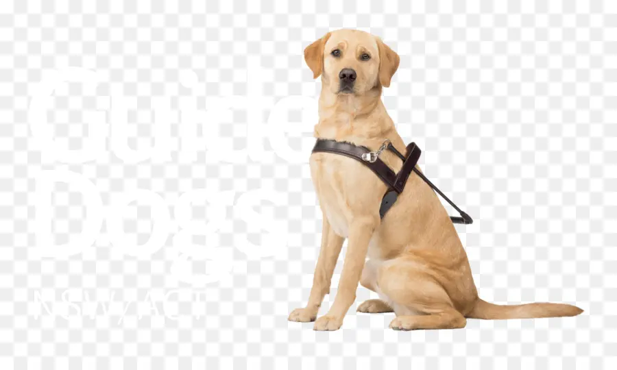 Perro，Cachorro PNG