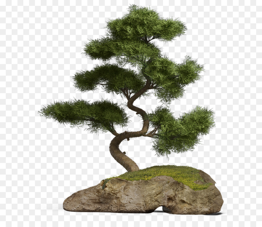 3d Computer Graphics，Bonsai PNG