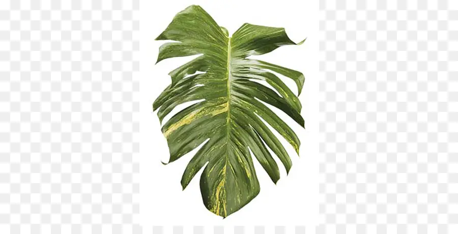 Hoja De Monstruo，Planta PNG