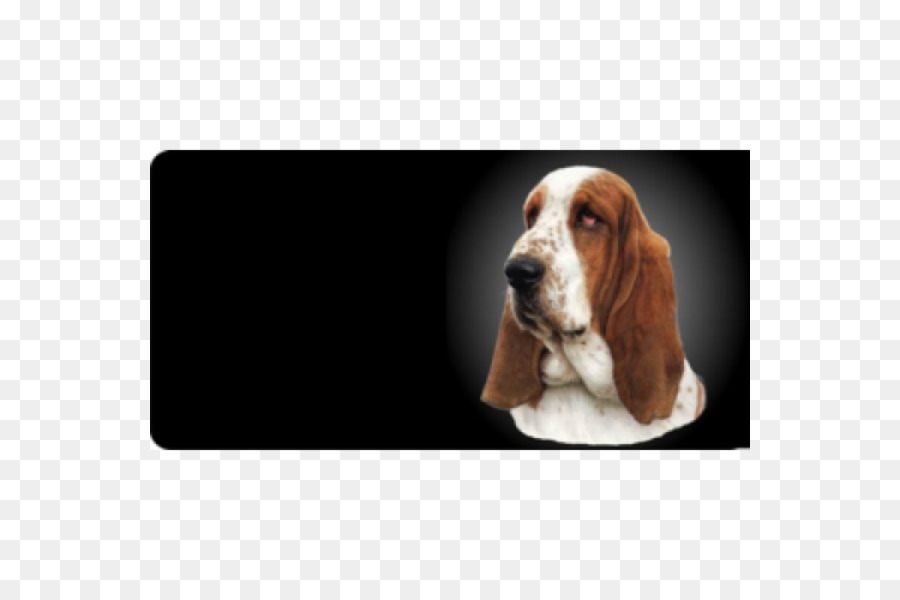 Basset Hound，Basset Artésien Normand PNG