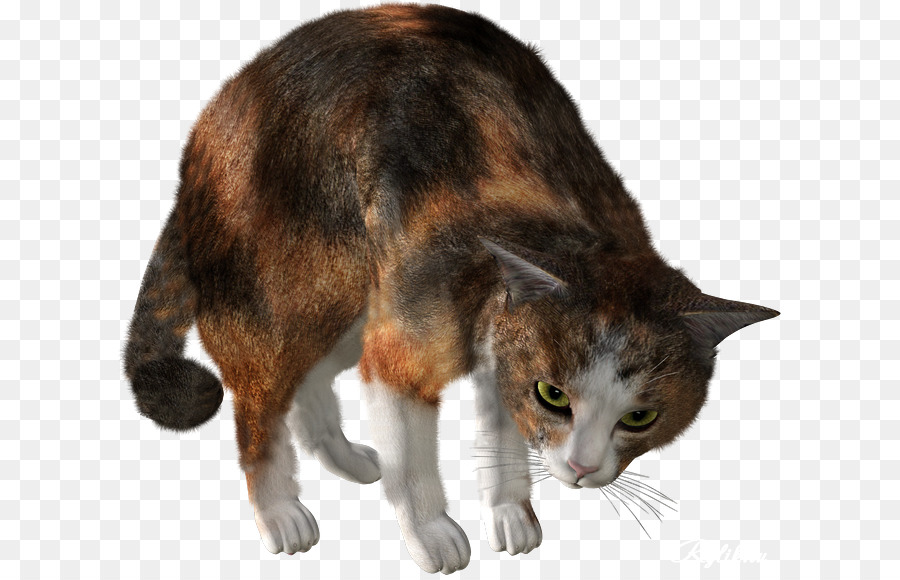 Gato，Mascota PNG