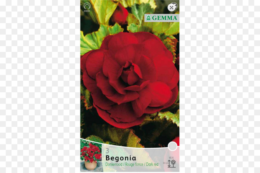 Las Rosas De Jardín，Bombilla PNG