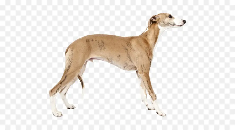 Lebrel，Saluki PNG