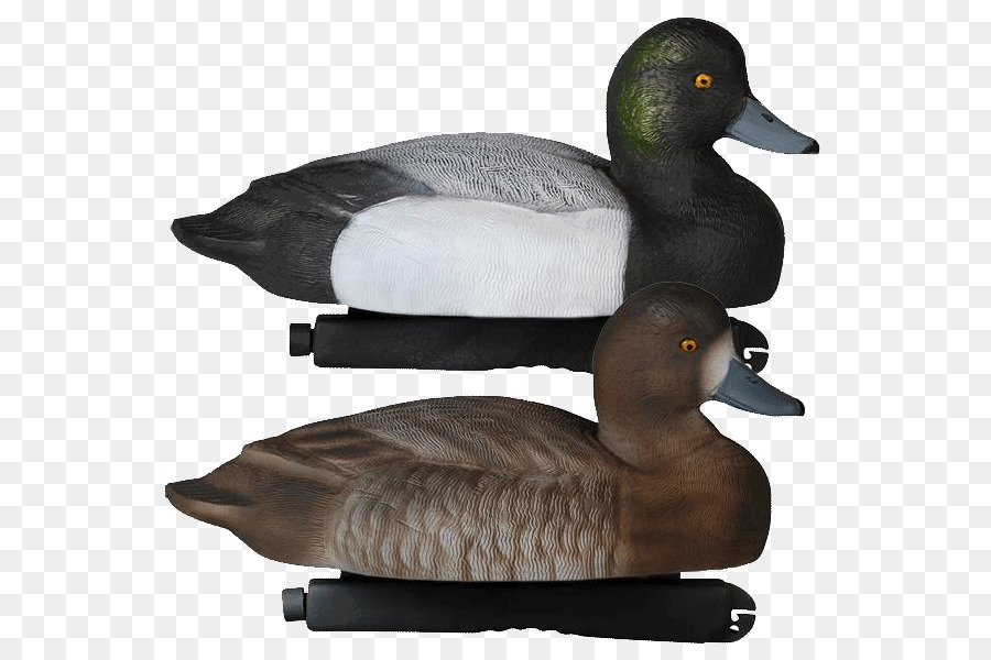 Pato Real，Pato PNG