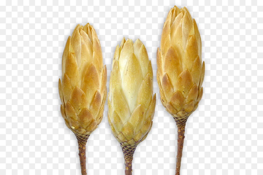 Protea Repens，Sugarbushes PNG