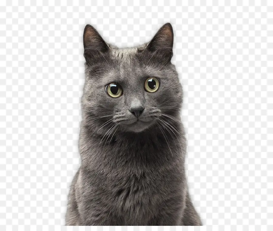 Chartreux，Azul Ruso PNG