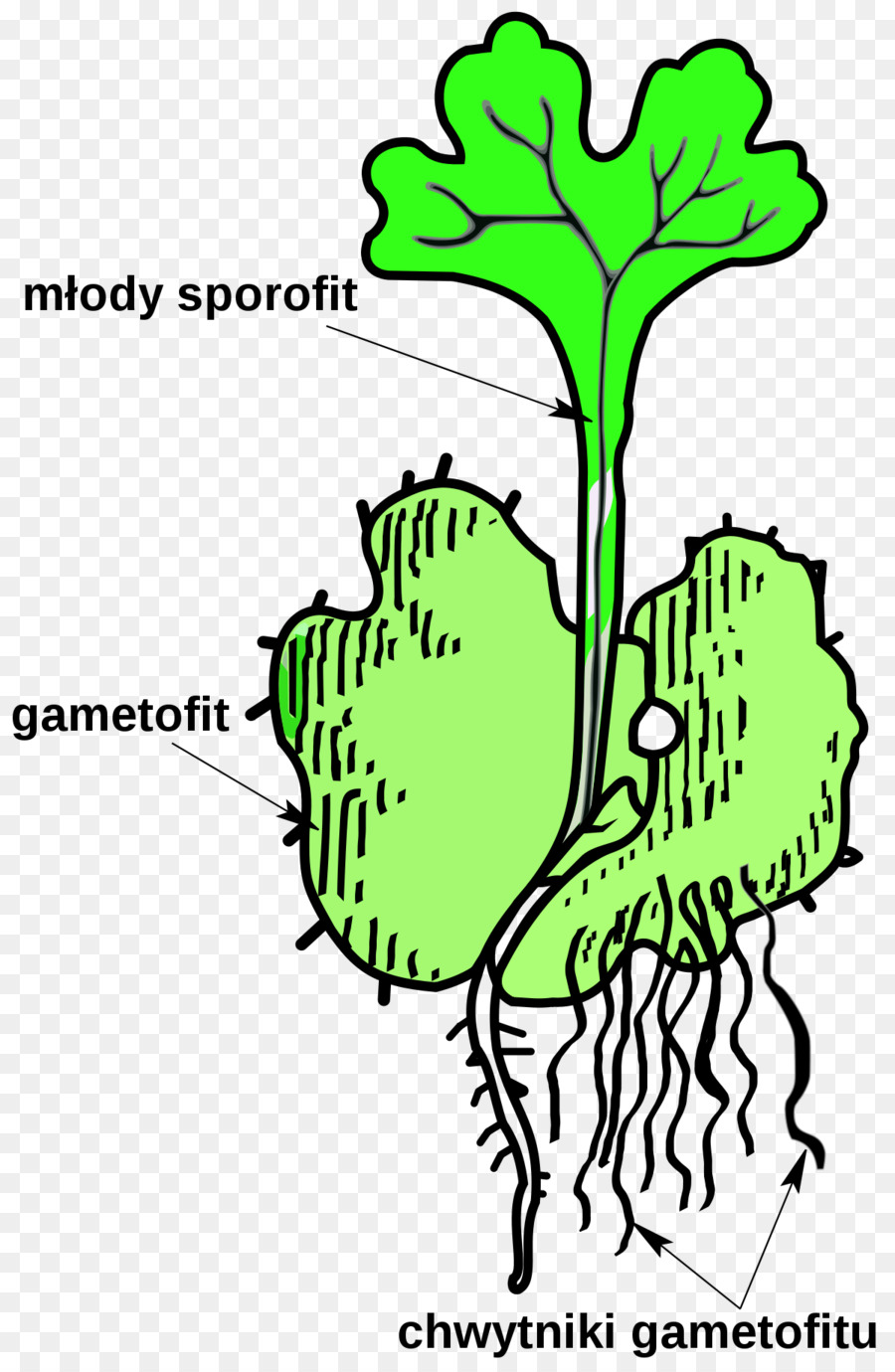 Sporophyte，Gametofito PNG