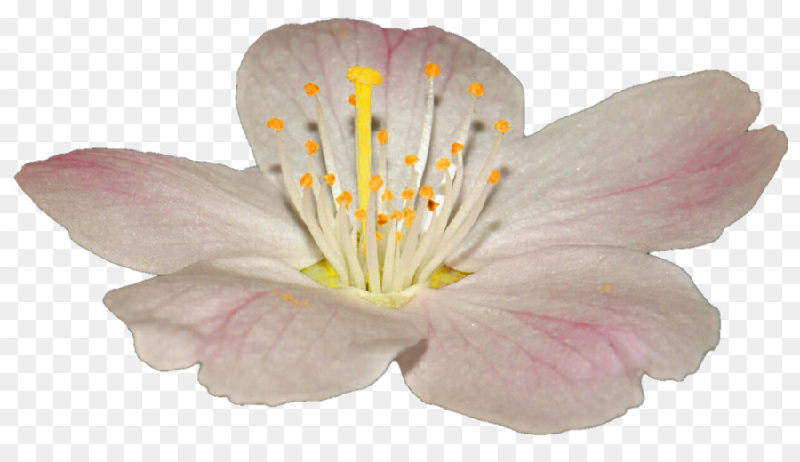 Flor Colorida，Florecer PNG