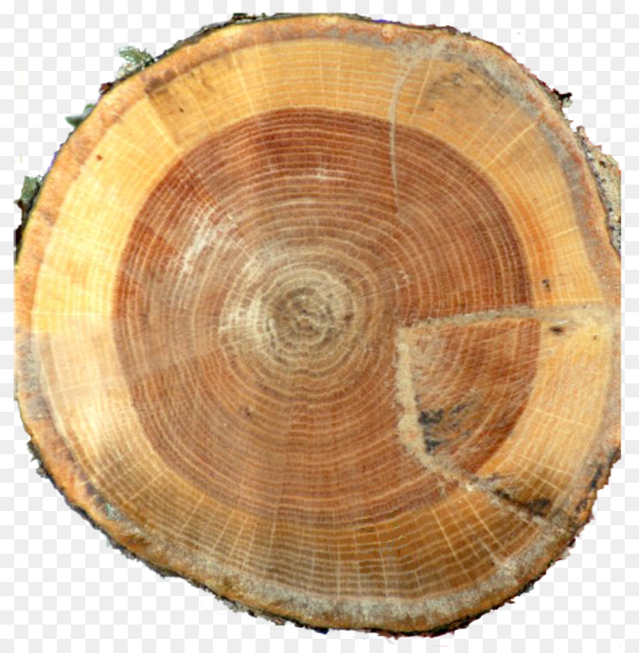 La Madera，árbol PNG