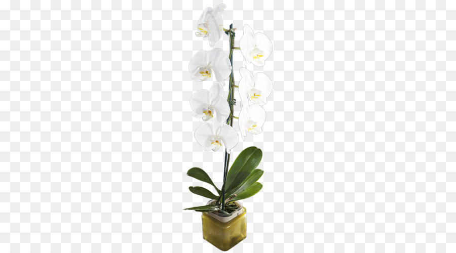 La Polilla De Las Orquídeas，Dendrobium PNG