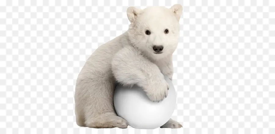 Oso Polar，Oso PNG