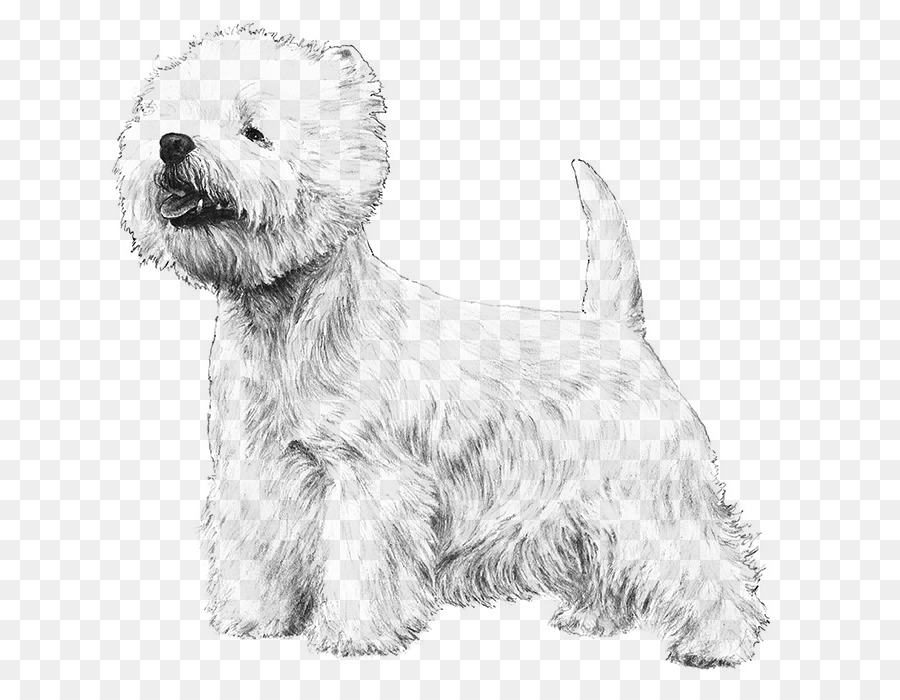 West Highland White Terrier，El Cairn Terrier PNG