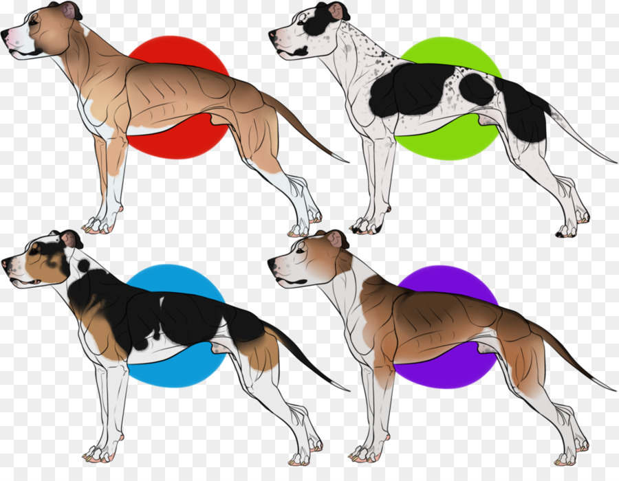 Whippet，Lebrel Italiano PNG