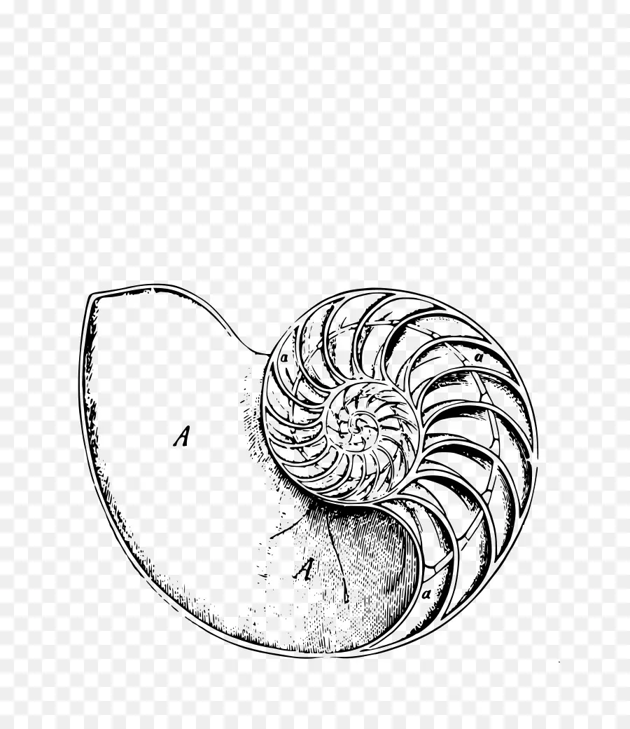 Concha De Nautilo，Mar PNG