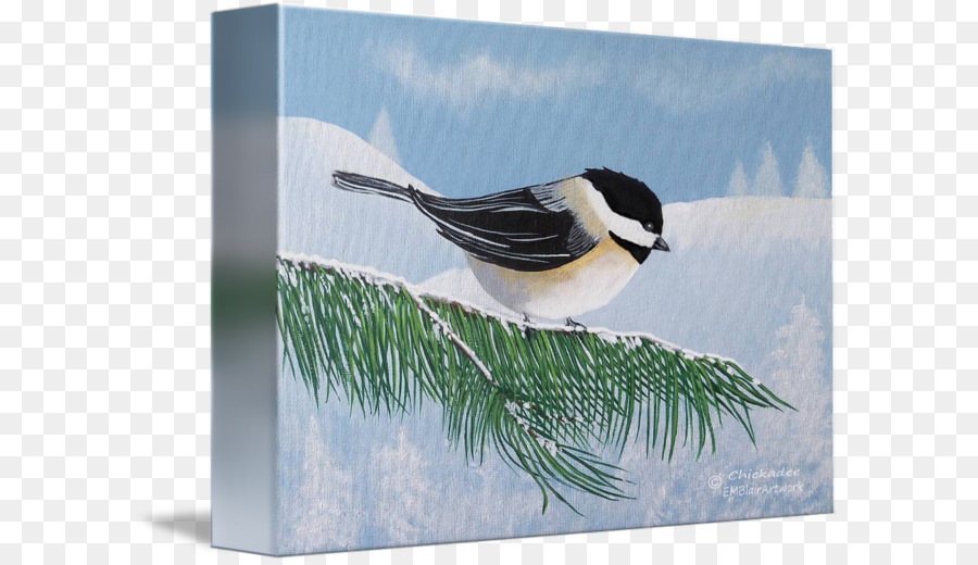 Pico，Chickadee PNG