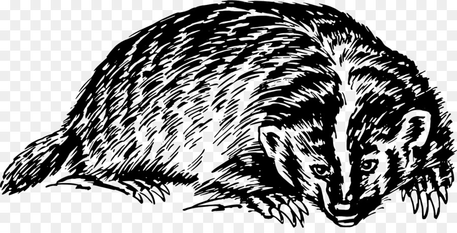 Badger Europeo，Tejón De Miel PNG