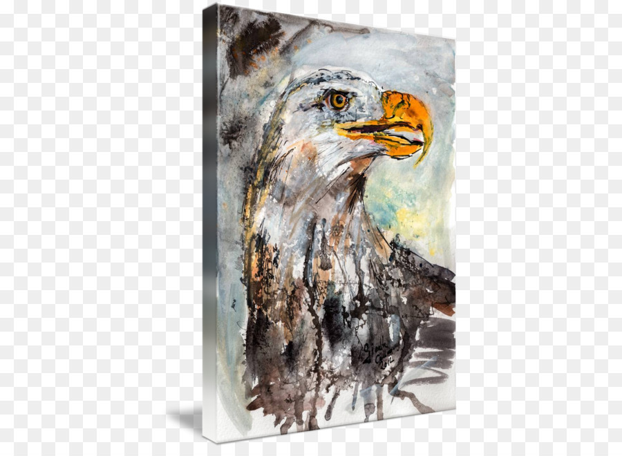 águila Calva，Pintura A La Acuarela PNG