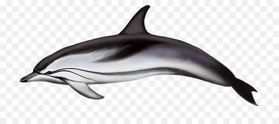 Spinner Dolphin，Común Delfín Nariz De Botella PNG