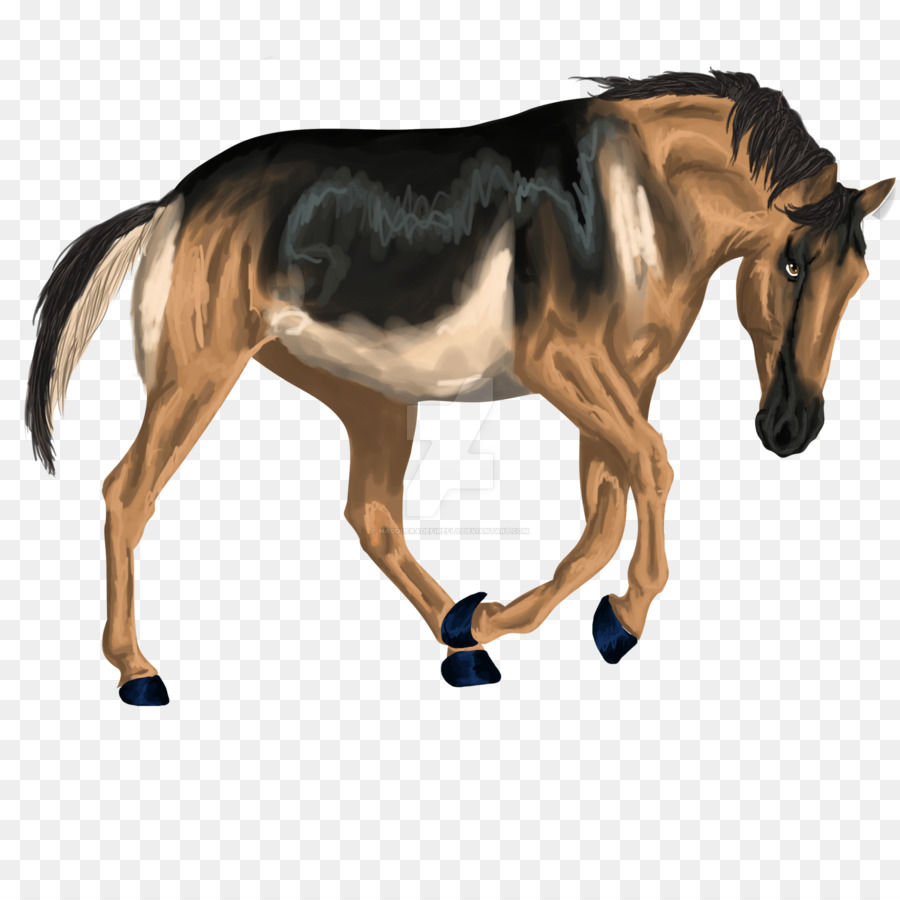 Potro，Caballo PNG