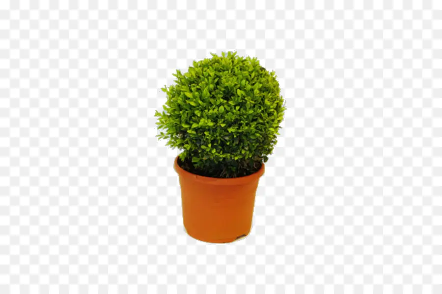 Planta En Maceta，Planta PNG