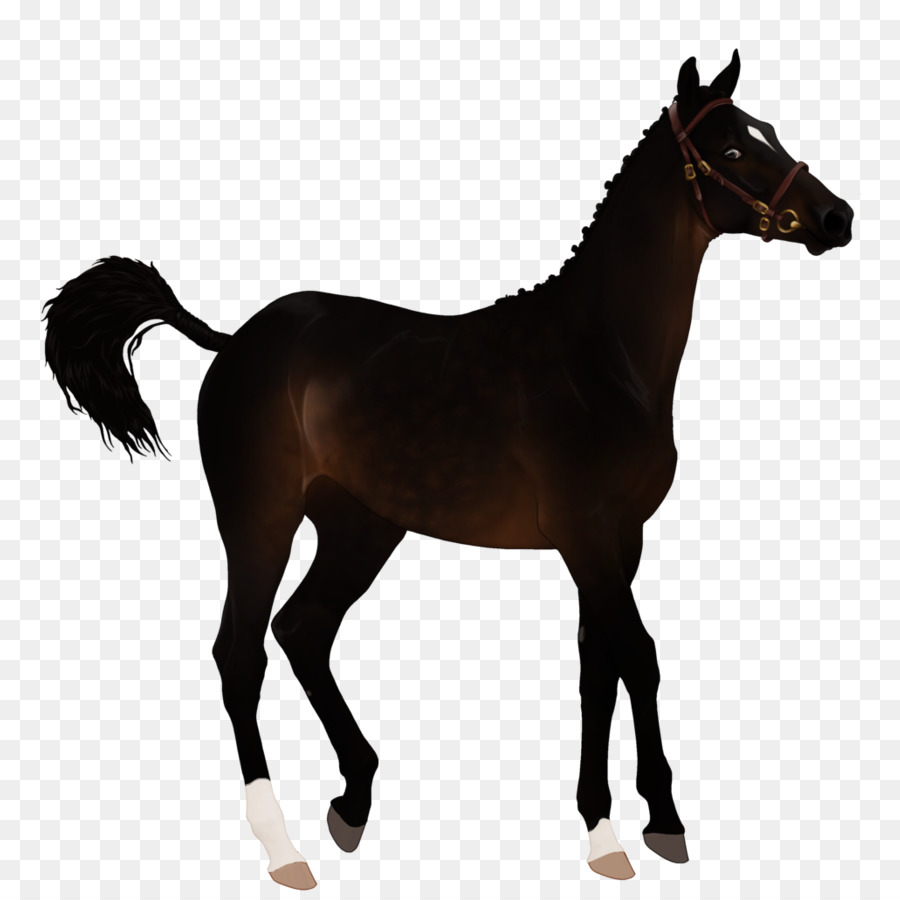 Caballo，Equino PNG