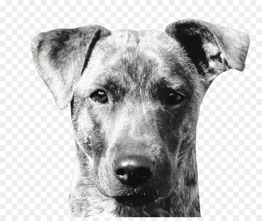 Perro，Mascota PNG