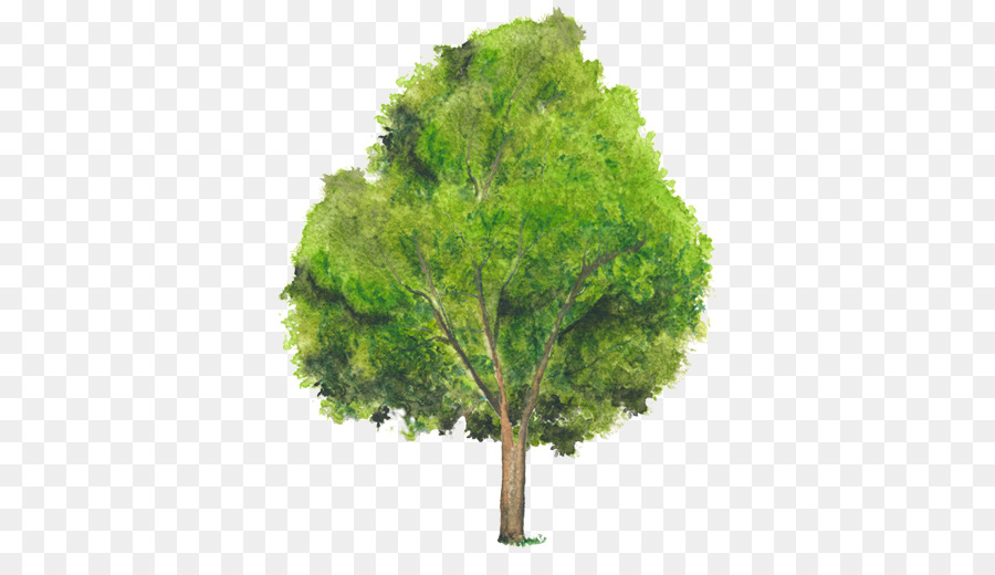 árbol Verde，Planta PNG