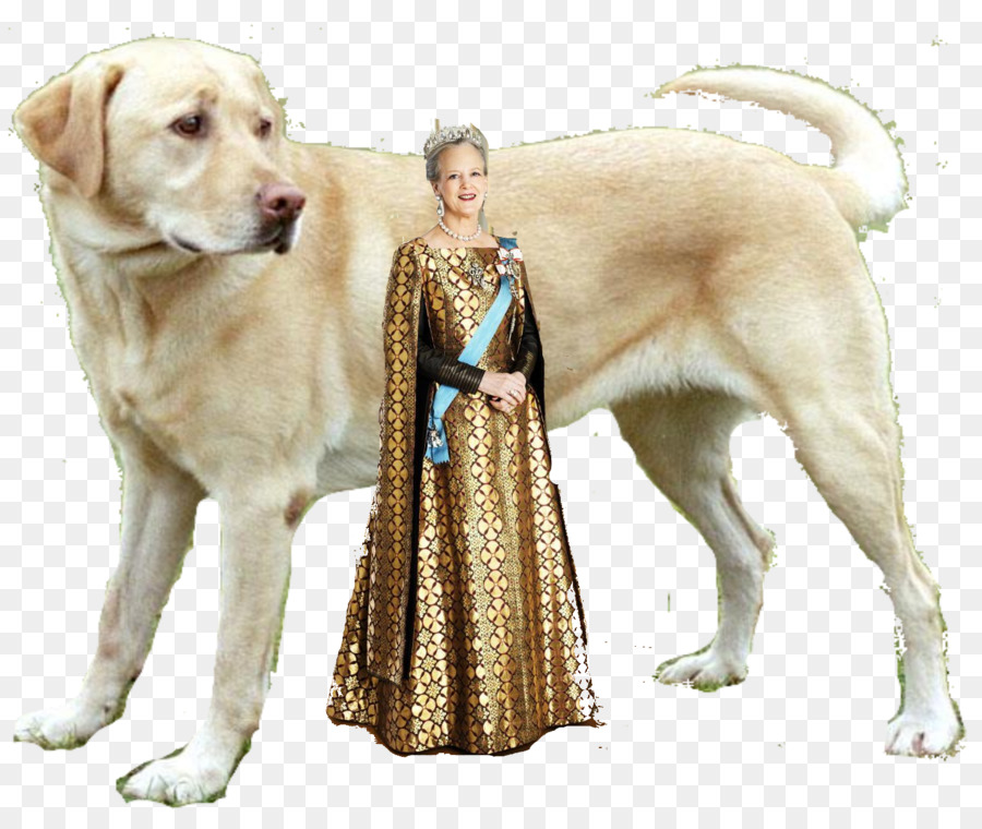 Perro，Perro Arnés PNG