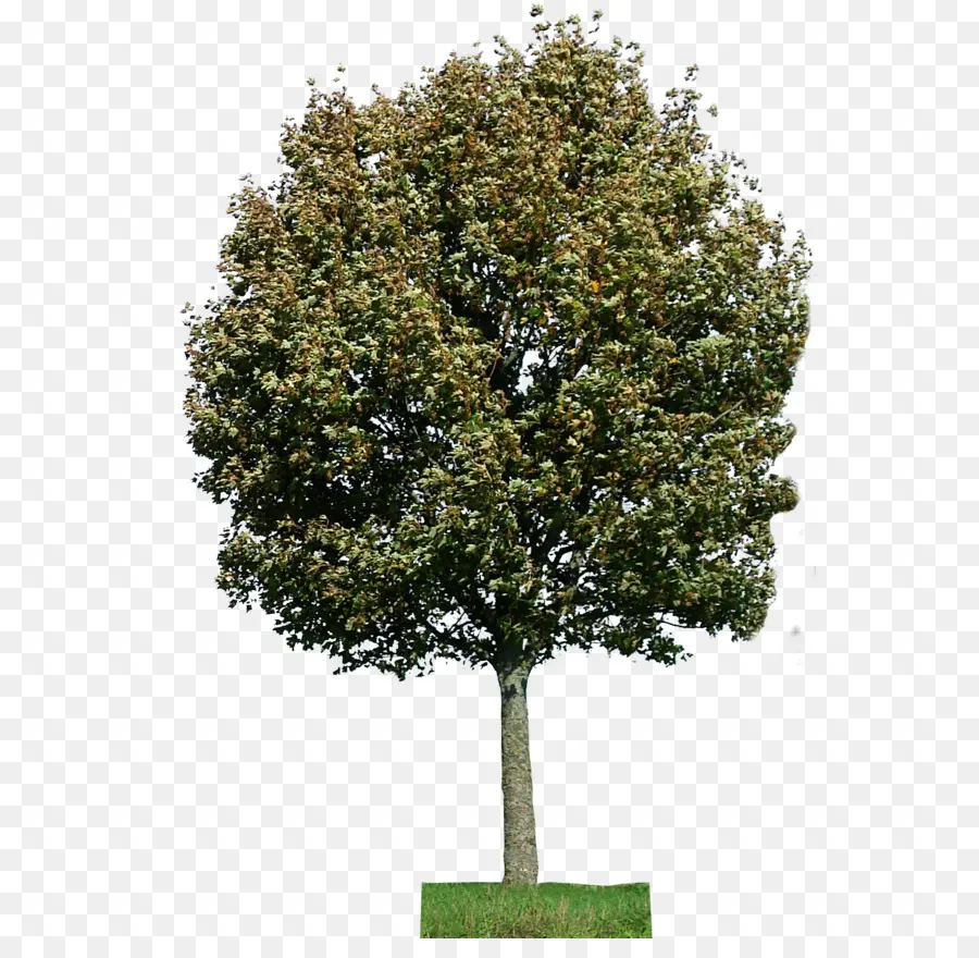 árbol，Pino PNG