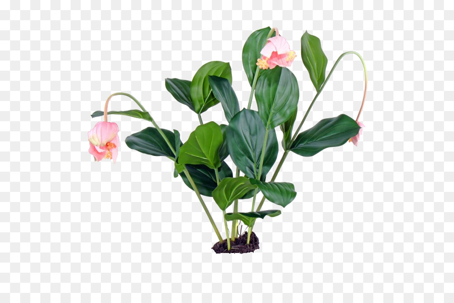 Planta，Hojas PNG