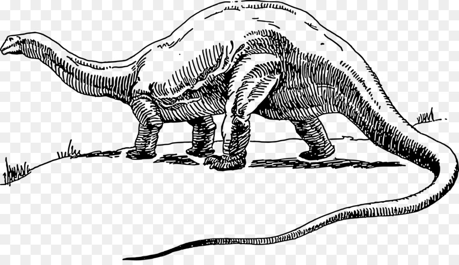 Apatosaurio，Tiranosaurio PNG