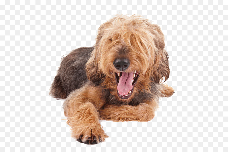 Cockapoo，Airedale Terrier PNG