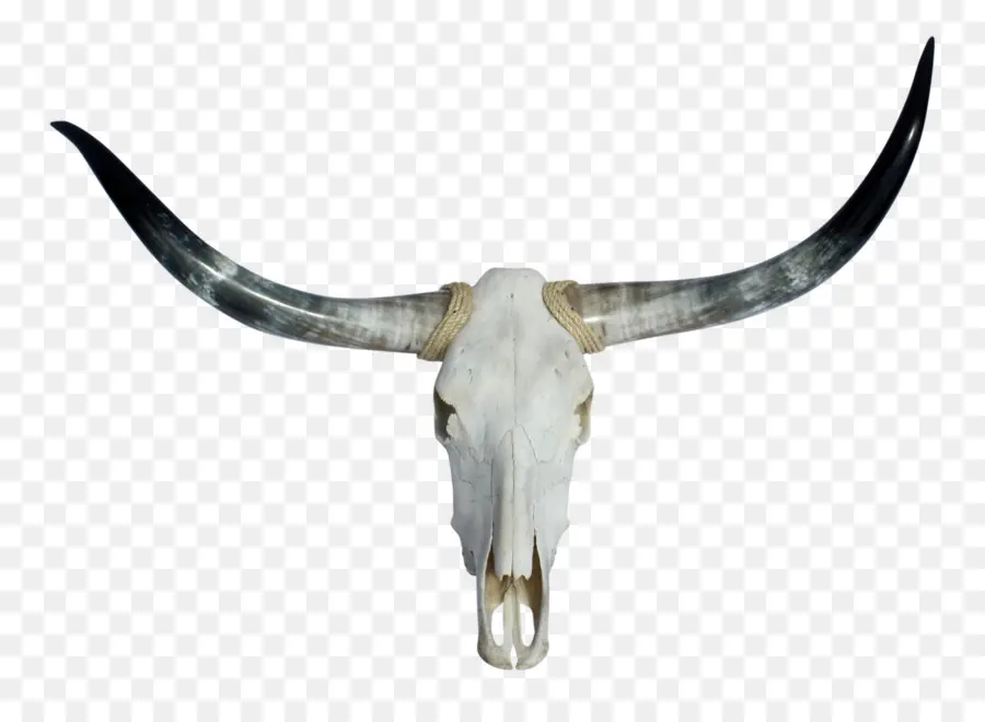 Texas Longhorn，Los Longhorns De Texas De Fútbol PNG