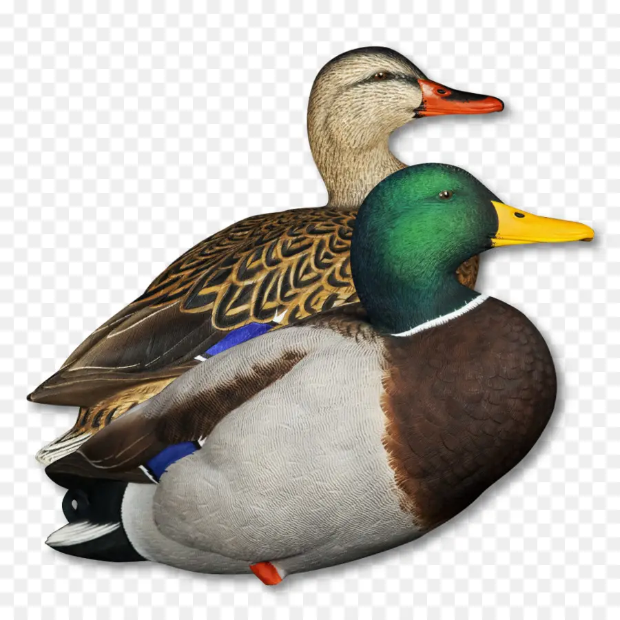 Patos，Pájaros PNG