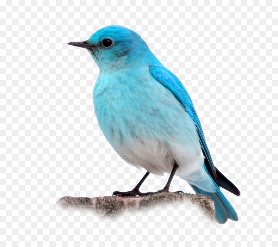 Pájaro Azul，Plumas PNG