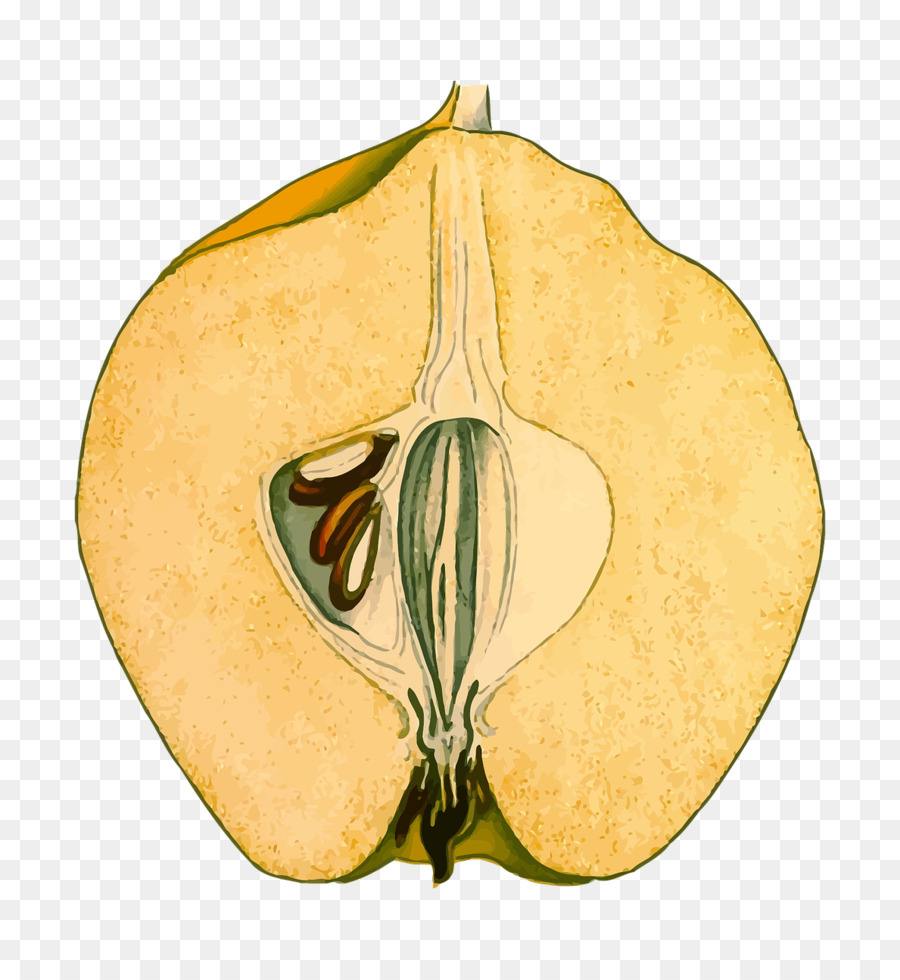 Cucurbita，La Fruta PNG