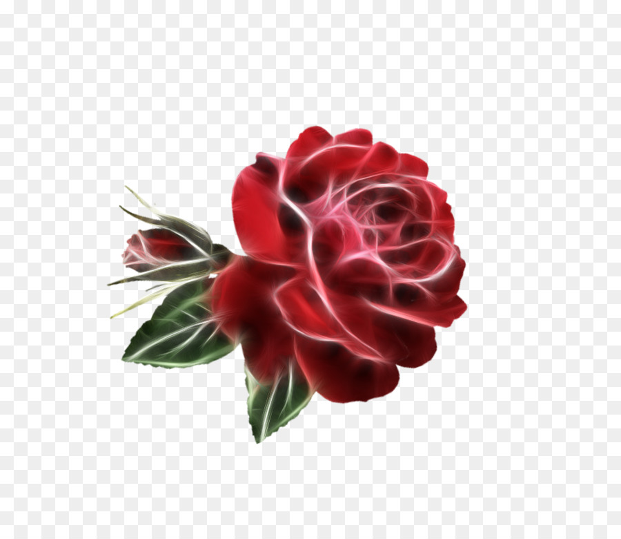 Las Rosas De Jardín，Campo Limpo PNG