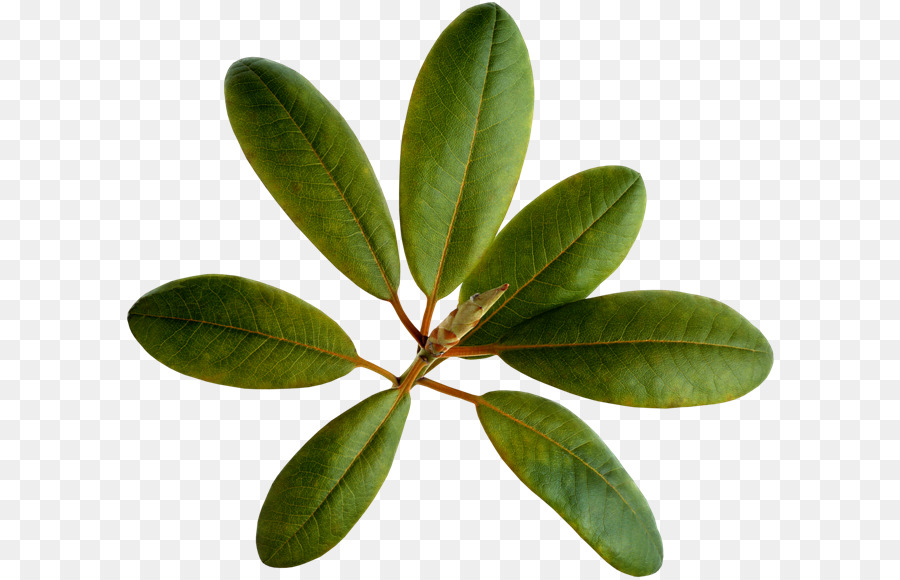 Hoja Verde，Naturaleza PNG