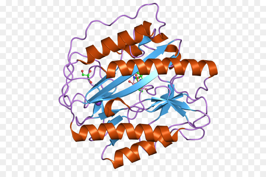 Estructura De La Proteína，Molécula PNG