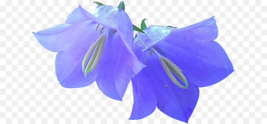 Campanula，Gabdrakhmanova Si PNG