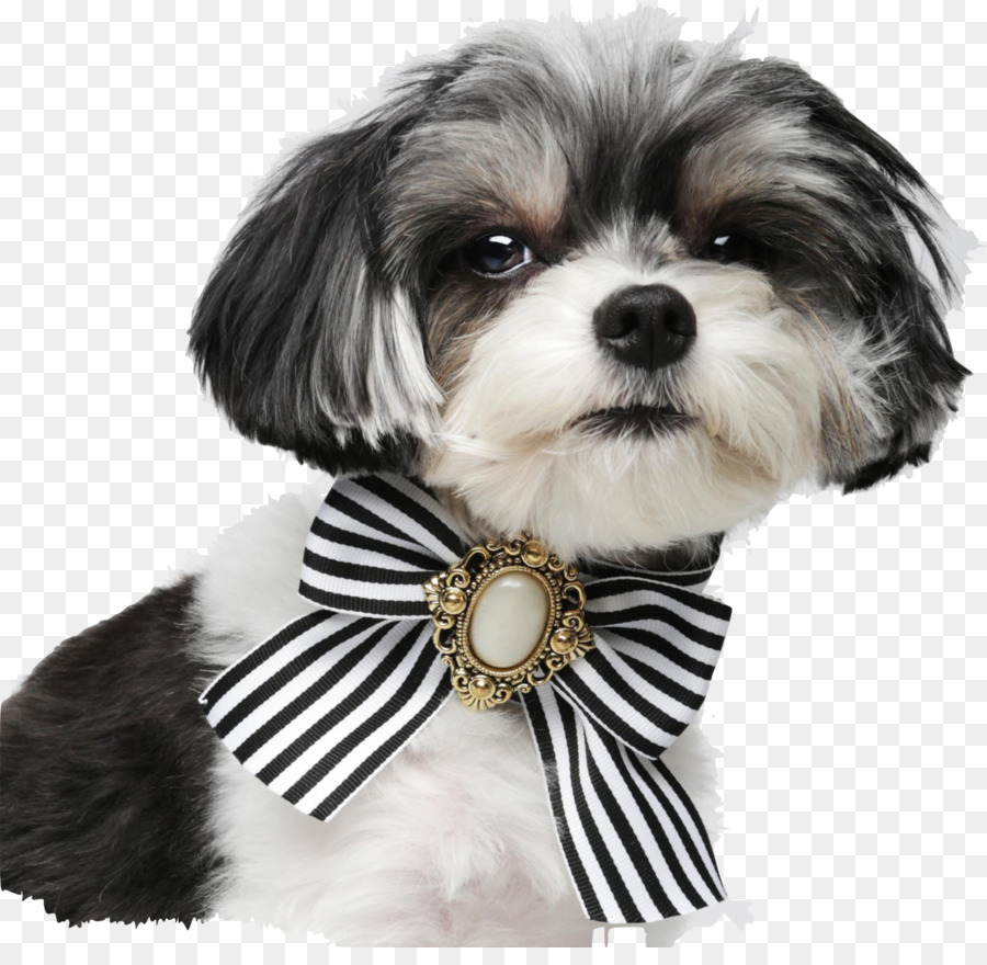 Perro Con Arco，Mascota PNG