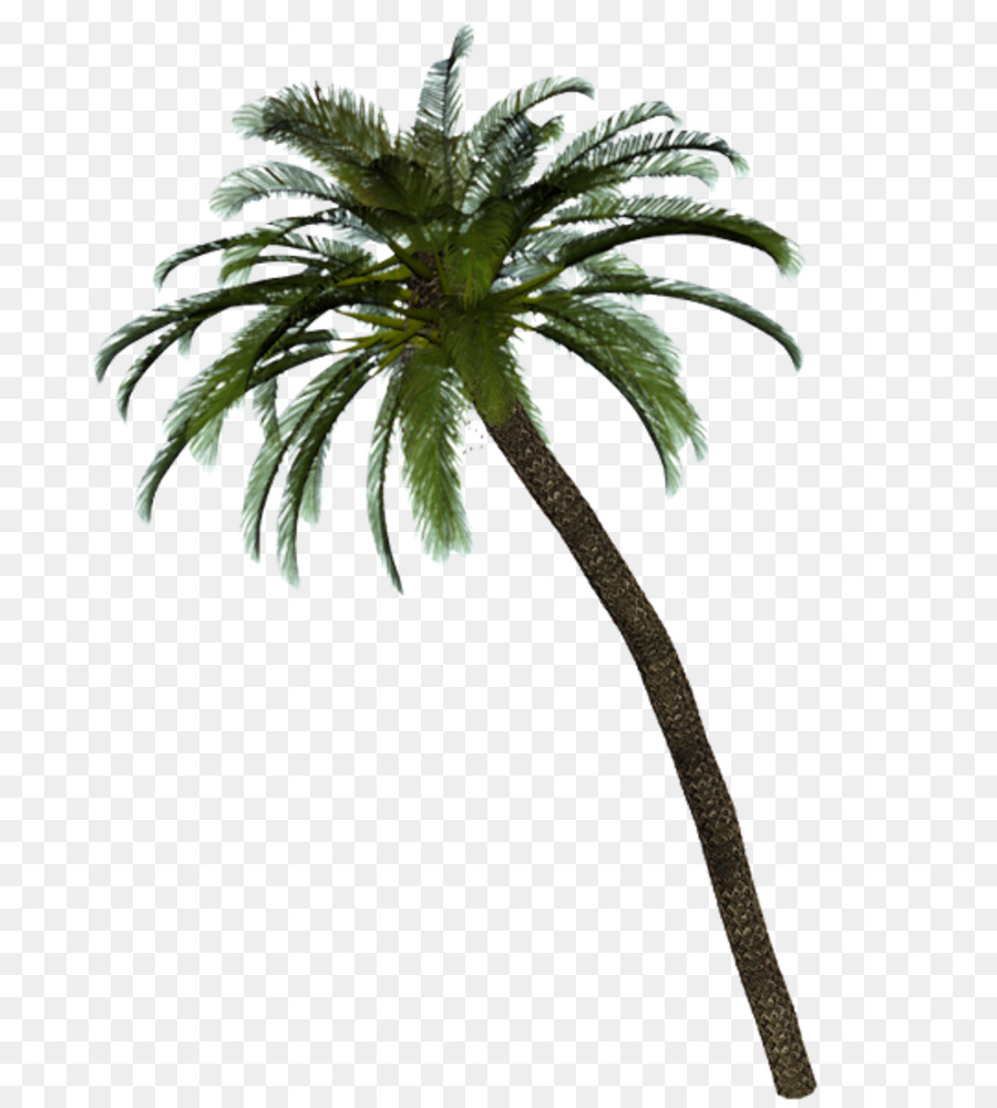 Fecha De La Palma，Arecaceae PNG