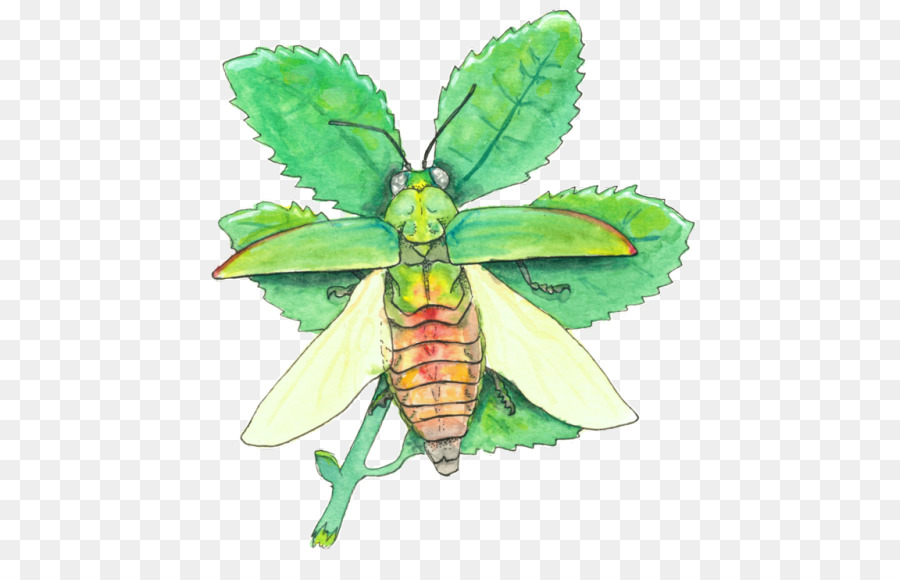 Escarabajo，Polilla PNG