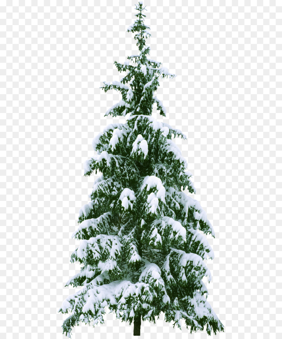 árbol Nevado，Invierno PNG