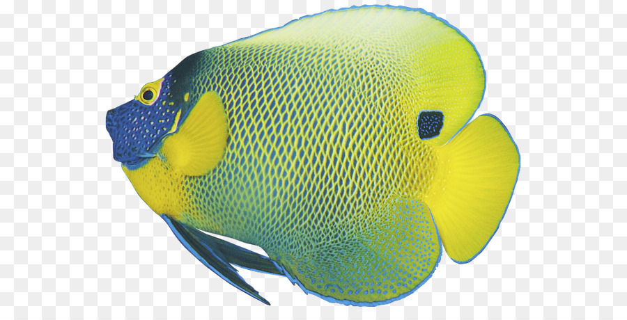 Peces Coloridos，Marina PNG