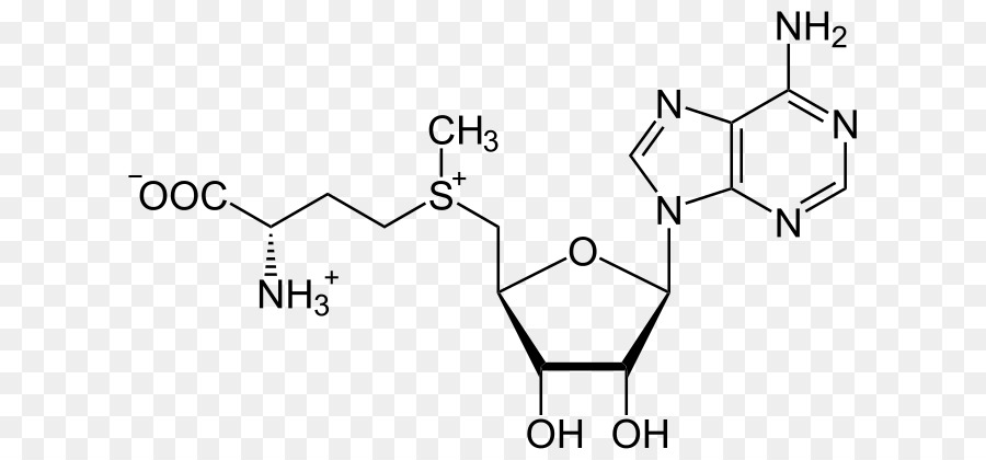 Metionina De Sadenosil，Sadenosyllhomocisteína PNG